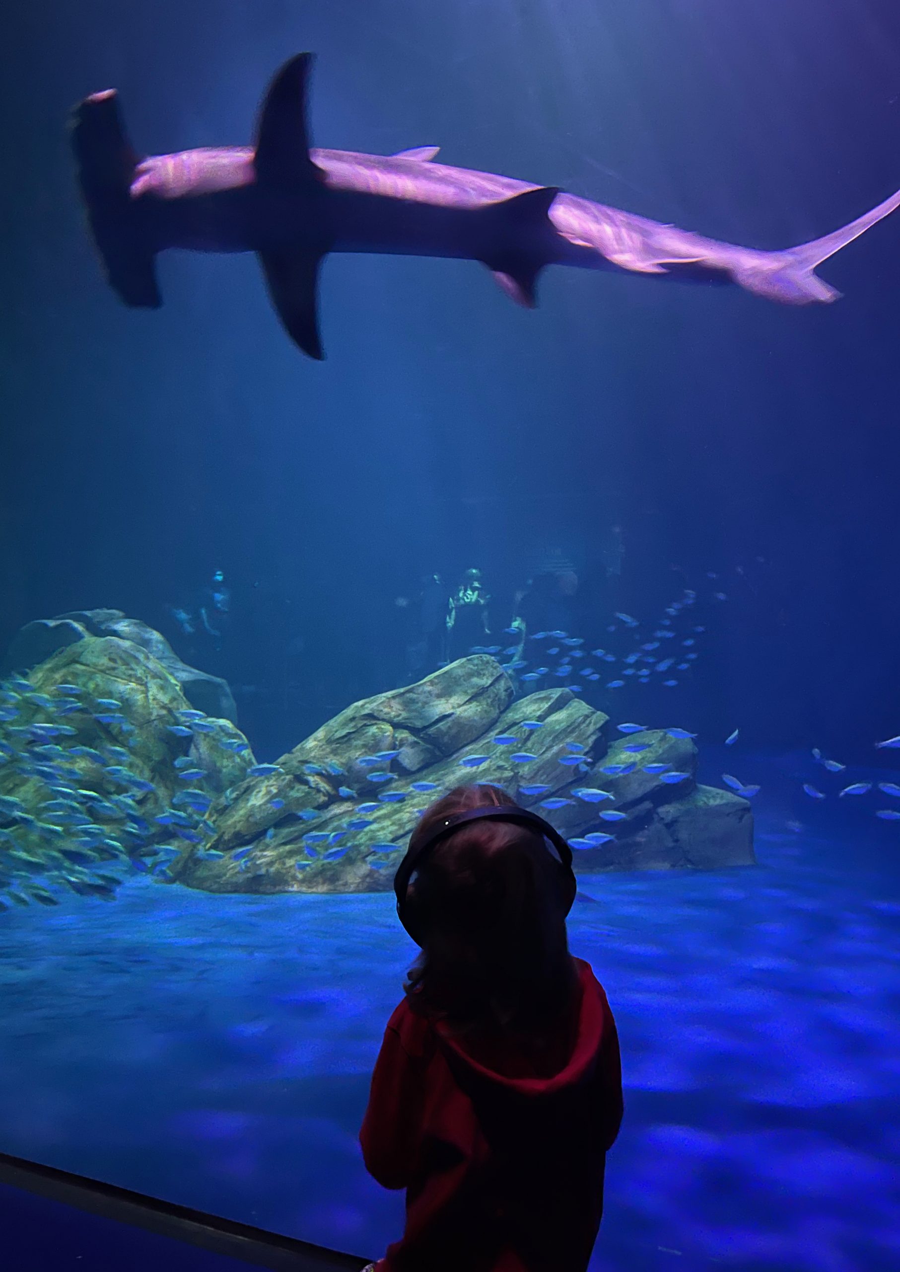 Atlanta Travel Guide: The Best Things to Do In Atlanta With Kids (2021)